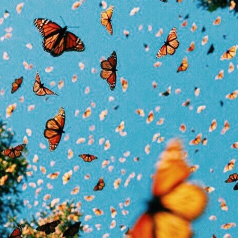 Meet your Posher, Daisy